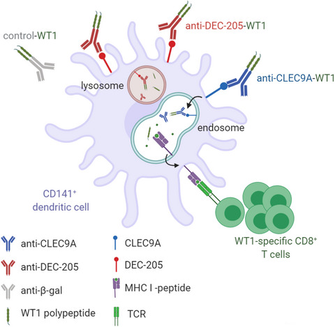 Human CLEC9A antibodies deliver Wilms' tumor 1 (WT1) antigen to CD141+ dendritic cells to activate naïve and memory WT1-specific CD8+ T cells