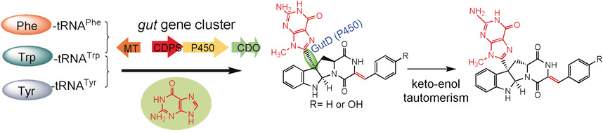 Guanitrypmycin Biosynthetic Pathways Imply Cytochrome P450 Mediated Regio- and Stereospecific Guaninyl-Transfer Reactions
