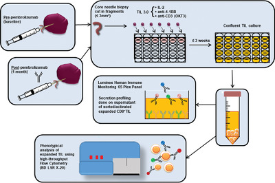 Exposure to anti-PD-1 causes functional differences in tumor-infiltrating lymphocytes in rare solid tumors Issue 12, 2019