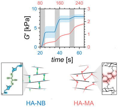 A Comparative Study between Thiol-Ene and Acrylate Photocrosslinkable Hyaluronic Acid Hydrogel Inks for Digital Light Processing