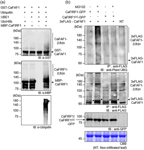 Details are in the caption following the image Details are in the caption following the image