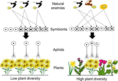 Effects of biodiversity in agricultural landscapes on the protective microbiome of insects – a review