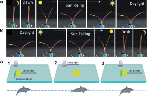 Details are in the caption following the image Details are in the caption following the image