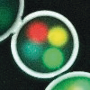 Artificial Gel-Based Organelles for Spatial Organization of Cell-Free Gene Expression Reactions