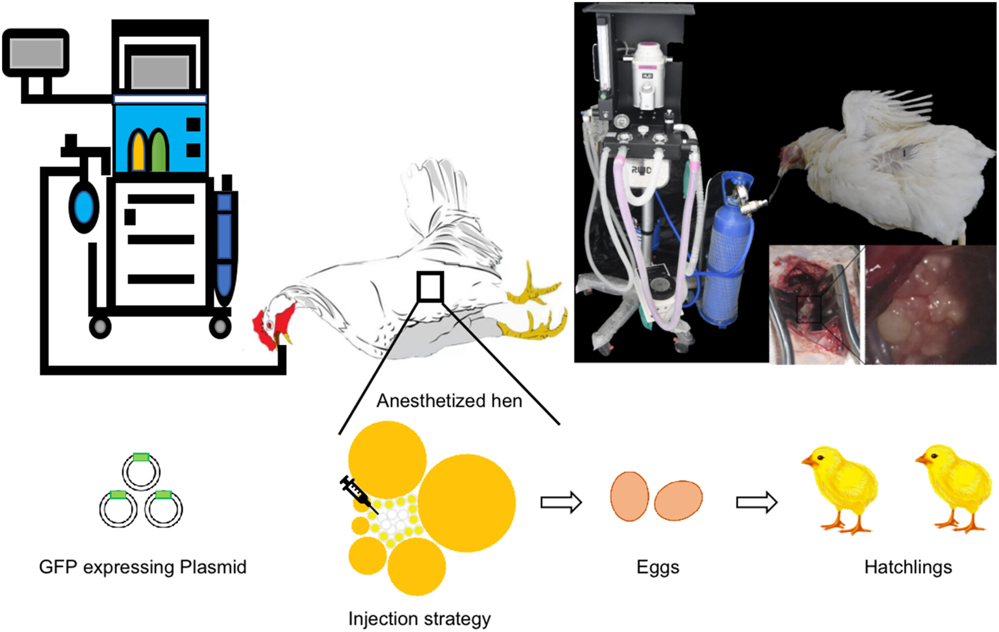 Generation of transgenic chicken through ovarian injection