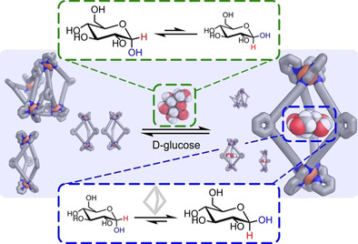 Glucose Binding Drives Reconfiguration of a Dynamic Library of Urea-Containing Metal–Organic Assemblies