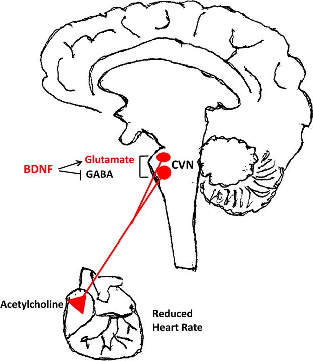 Evidence that BDNF regulates heart rate by a mechanism involving increased brainstem parasympathetic neuron excitability