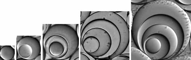 High-Order Multiple Emulsions Formed in Poly(dimethylsiloxane) Microfluidics