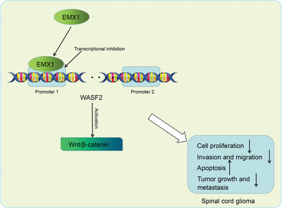 EMX1 functions as a tumor inhibitor in spinal cord glioma through transcriptional suppression of WASF2 and inactivation of the Wnt/β-catenin axis