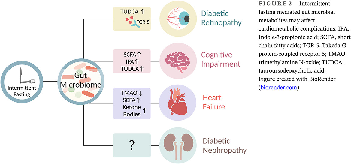 Time-limited diets and the gut microbiota in cardiometabolic disease 限时进食及肠道菌群在心脏代谢性疾病中的作用