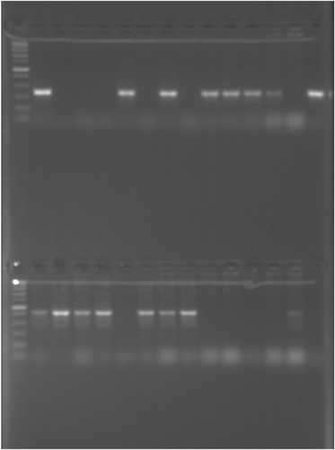 Details are in the caption following the image