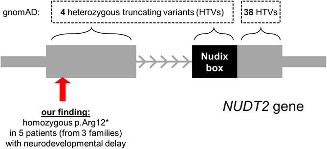 A founder nonsense variant in NUDT2 causes a recessive neurodevelopmental disorder in Saudi Arab children