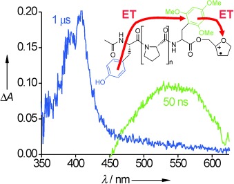 Multistep Electron Transfer in Oligopeptides: Direct Observation of Radical Cation Intermediates
