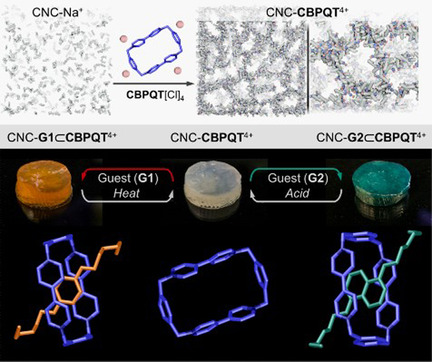 Host–Guest Chemistry Within Cellulose Nanocrystal Gel Receptors