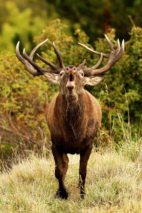Spatial variation in antler investment of Apennine red deer
