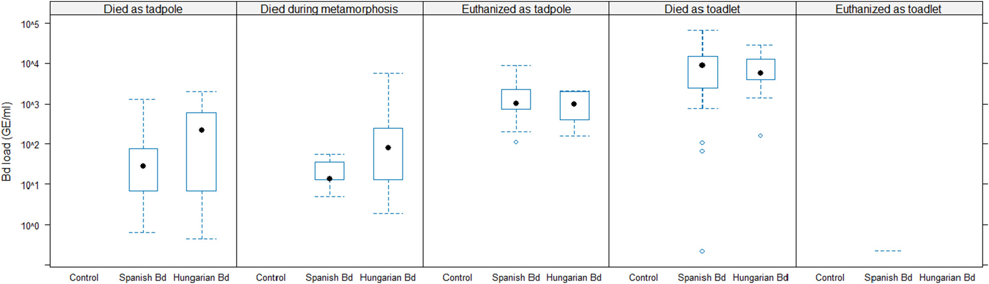 No sex-dependent mortality in an amphibian upon infection with the chytrid fungus, Batrachochytrium dendrobatidis