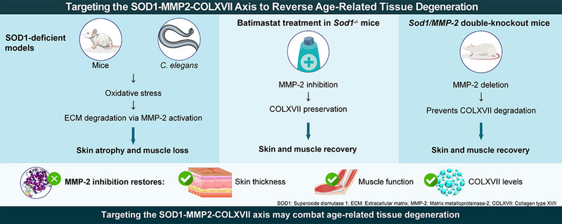 Targeting the SOD1‒MMP-2‒COLXVII axis: A therapeutic strategy for age-related tissue degeneration Issue ,