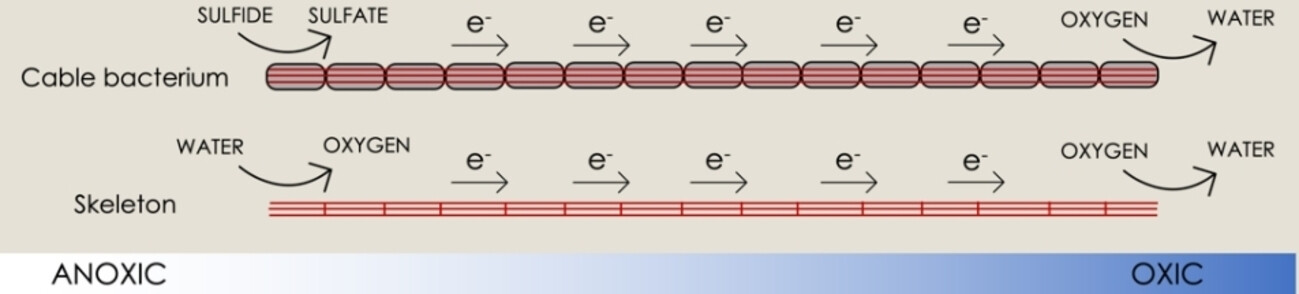 Kabelbakterienskelette als katalytisch aktive Elektroden