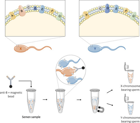 Bovine semen sexing: Sperm membrane proteomics as candidates for immunological selection of X- and Y-chromosome-bearing sperm