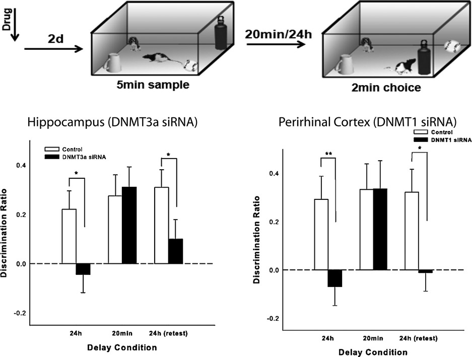 Differential contributions of de novo and maintenance DNA methyltransferases to object memory processing in the rat hippocampus and perirhinal cortex – a double dissociation