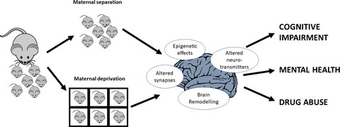 How early maternal deprivation changes the brain and behavior?