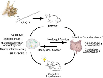5-Heptadecylresorcinol, a Biomarker for Whole Grain Rye Consumption, Ameliorates Cognitive Impairments and Neuroinflammation in APP/PS1 Transgenic Mice