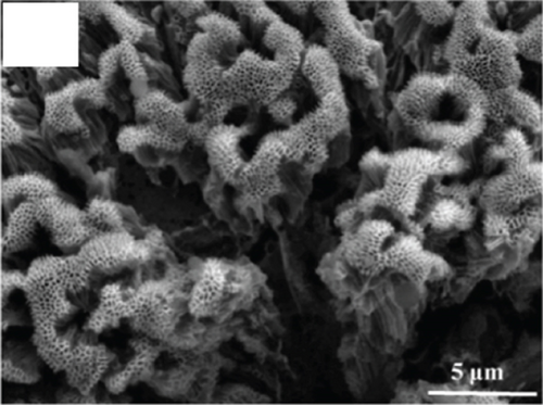 Details are in the caption following the image