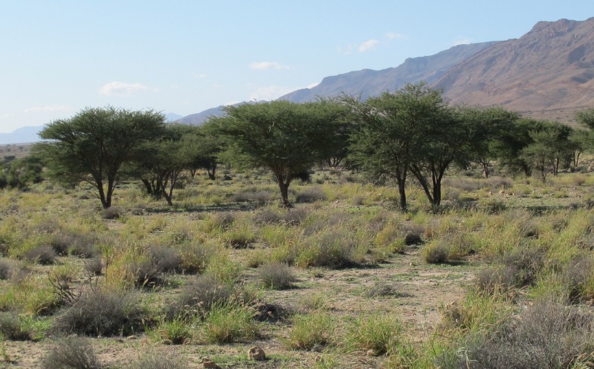 The influence of trees on nutrients, water, light availability and understorey vegetation in an arid environment