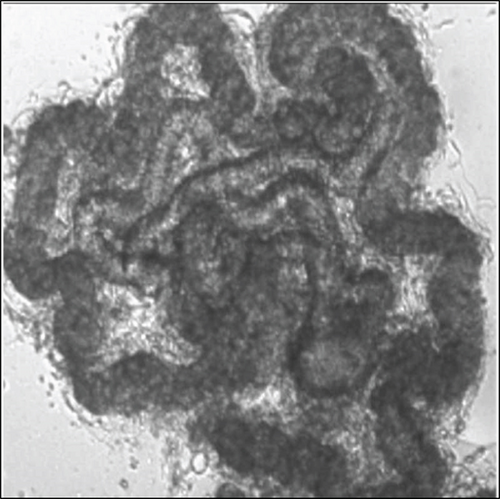 Details are in the caption following the image