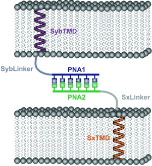 Hybride aus Transmembranpeptiden und Peptidnucleinsäuren als Modellsystem für SNARE-Protein-vermittelte Vesikelfusion