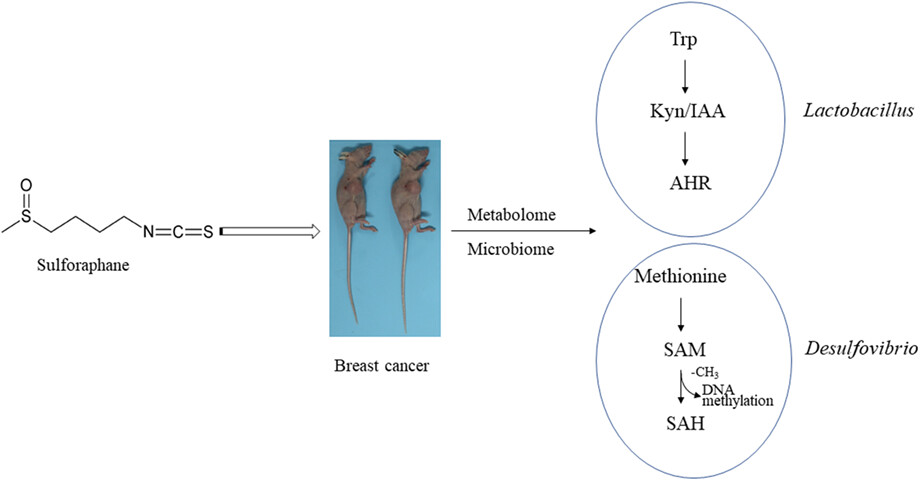 Effects of sulforaphane on breast cancer based on metabolome and microbiome