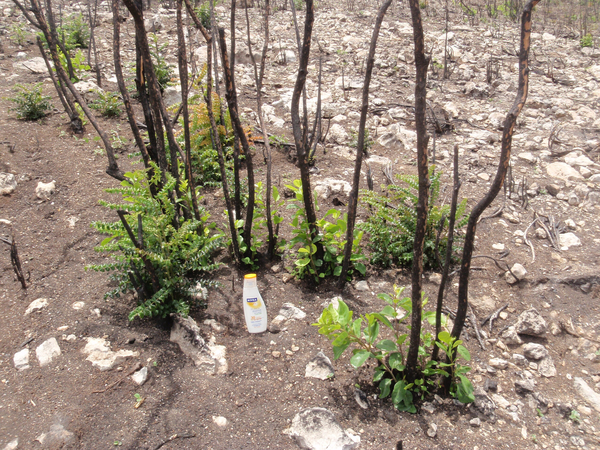 Novel Fires Shift Biological Legacies Away From Natural Regeneration in Caribbean Tropical Dry Forest