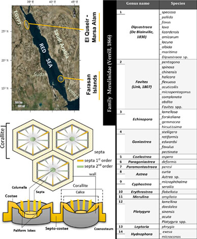 Quaternary corals (Scleractinia: Merulinidae) from the Egyptian and Saudi Arabian Red Sea Coast