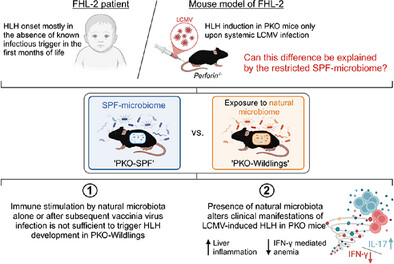 The Microbiome Modifies Manifestations of Hemophagocytic Lymphohistiocytosis in Perforin-Deficient Mice