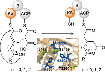 On-Line Polyketide Cyclization into Diverse Medium-Sized Lactones by a Specialized Ketosynthase Domain