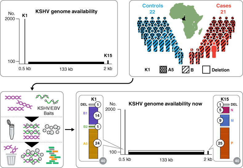 Systematic analysis of Kaposi's sarcoma (KS)-associated herpesvirus genomes from a KS case-control study in Cameroon: Evidence of dual infections but no association between viral sequence variation and KS risk