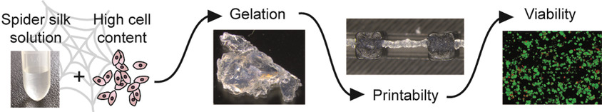 Impact of Cell Loading of Recombinant Spider Silk Based Bioinks on Gelation and Printability
