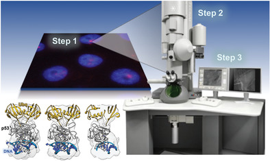 Cryo-EM-On-a-Chip: Custom-Designed Substrates for the 3D Analysis of Macromolecules