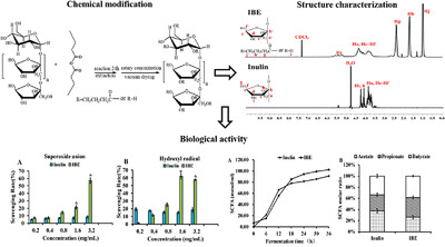 Synthesis and Characterization of Inulin Butyrate Ester, and Evaluation of Its Antioxidant Activity and In Vitro Effect on SCFA Production