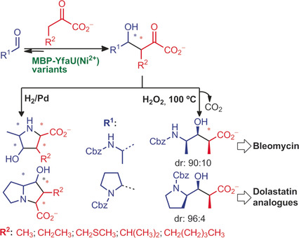 Nucleophile Promiscuity of Engineered Class II Pyruvate Aldolase YfaU from E. Coli