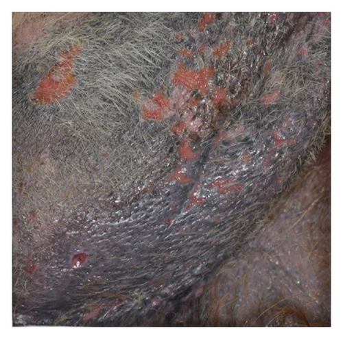 Details are in the caption following the image Details are in the caption following the image