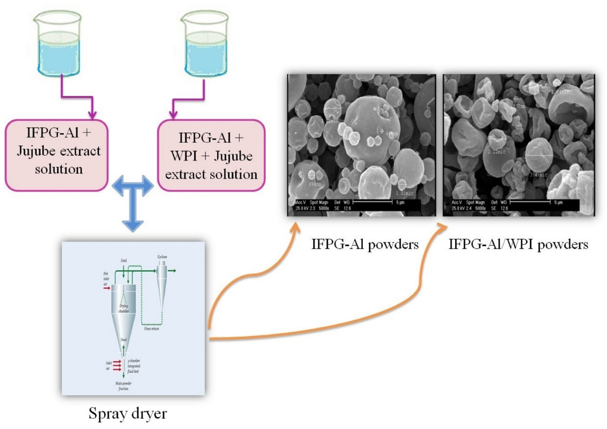 Performance of spray-dried Ziziphus jujuba extract using insoluble fraction of Persian gum–sodium alginate and whey protein: Microstructural and physicochemical attributes of micro- and nano-capsules