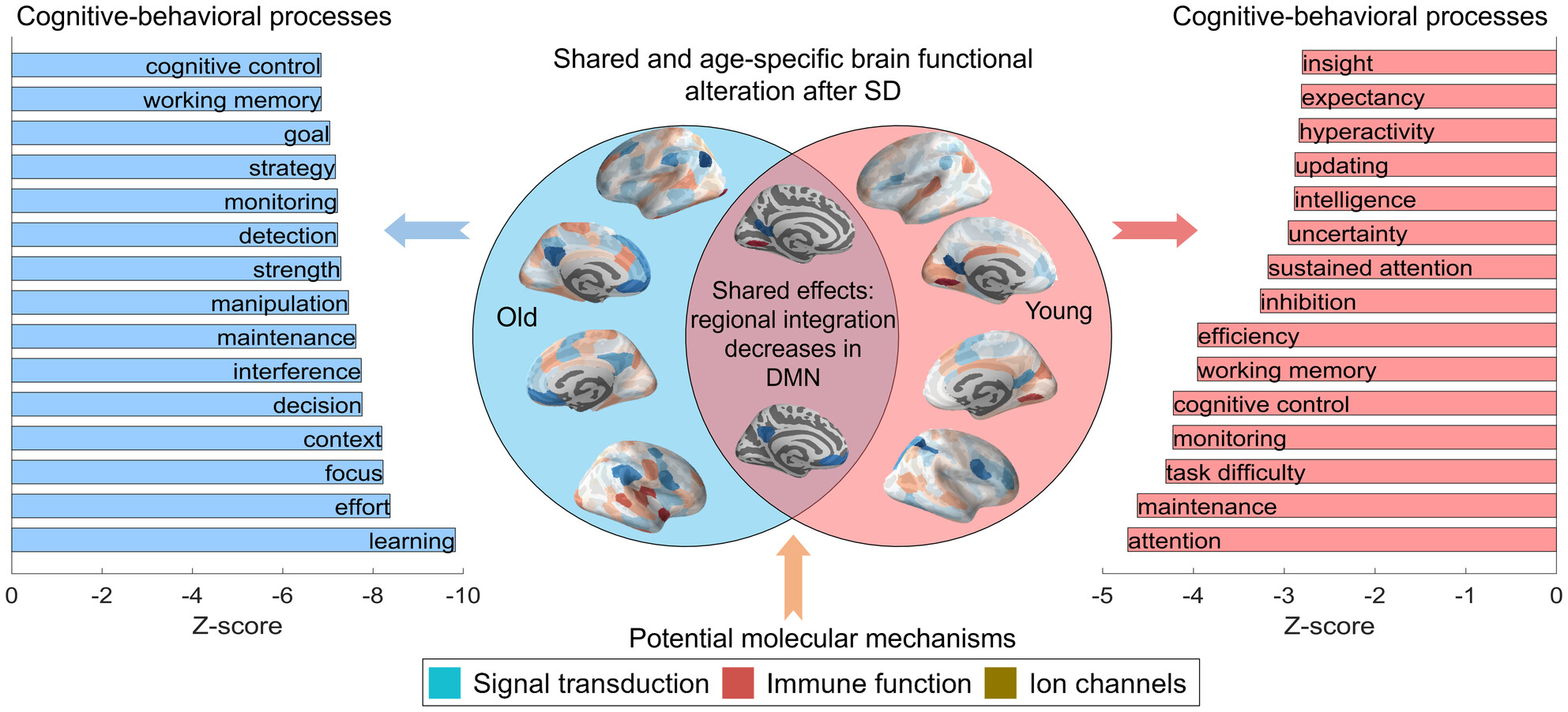 Age-Specific Functional Connectivity Changes After Partial Sleep Deprivation Are Correlated With Neurocognitive and Molecular Signatures