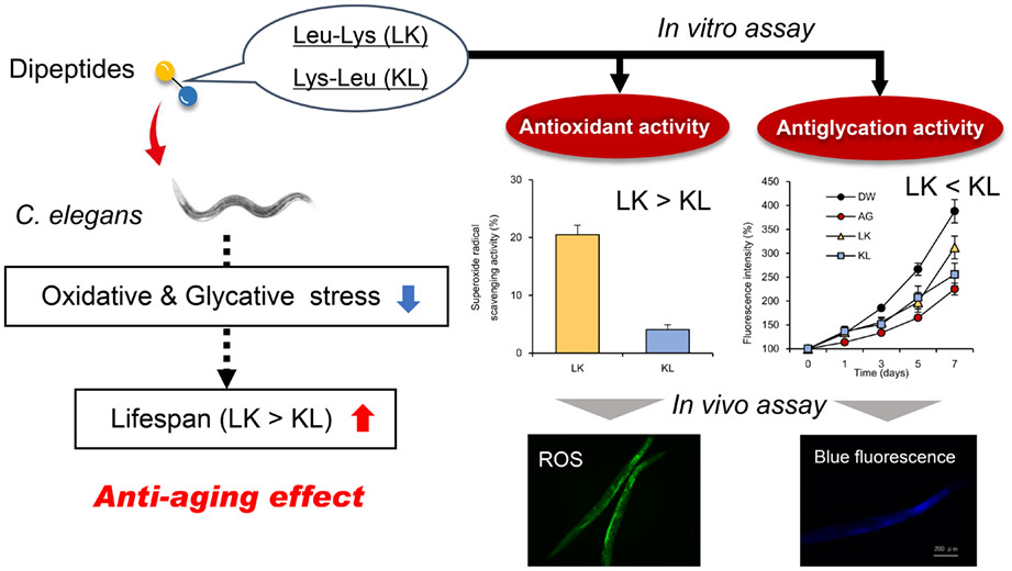 Effects of the dipeptides comprising leucine and lysine on lifespan and age-related stress in Caenorhabditis elegans