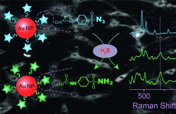 Monitoring of Endogenous Hydrogen Sulfide in Living Cells Using Surface-Enhanced Raman Scattering