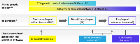 Insights into the genetics of gastroesophageal reflux disease (GERD) and GERD-related disorders