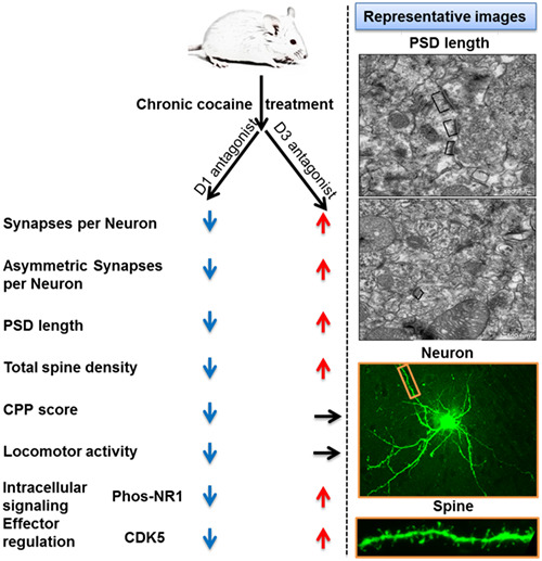 Cocaine-induced synaptic structural modification is differentially regulated by dopamine D1 and D3 receptors-mediated signaling pathways