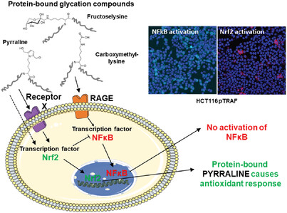 The Effect of Free and Protein-Bound Maillard Reaction Products N-ε-Carboxymethyllysine, N-ε-Fructosyllysine, and Pyrraline on Nrf2 and NFκB in HCT 116 Cells