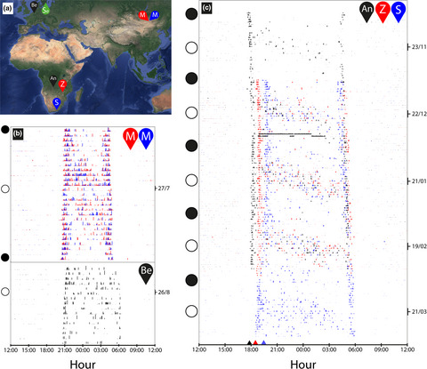 Lunar synchronization of daily activity patterns in a crepuscular avian insectivore