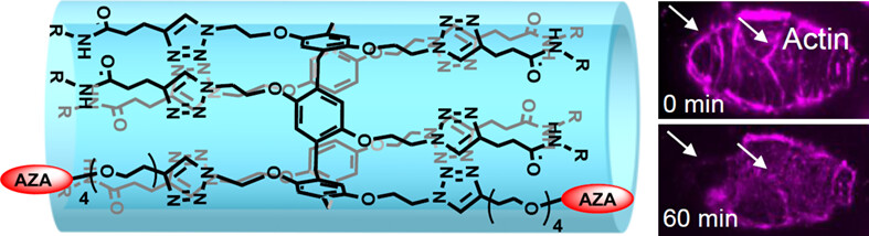 Artificial Water Channel Promoting Depolymerization of Actin Filaments to Trigger Cancer Cell Apoptosis